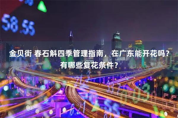 金贝街 春石斛四季管理指南，在广东能开花吗？有哪些复花条件？